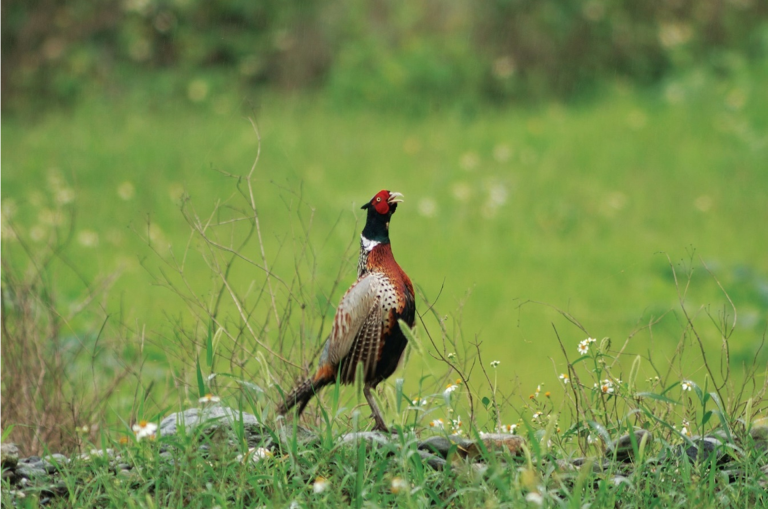 Ring-necked pheasant