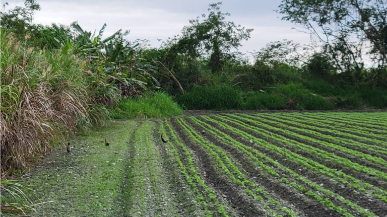 Ring-neck pheasant on the soya field