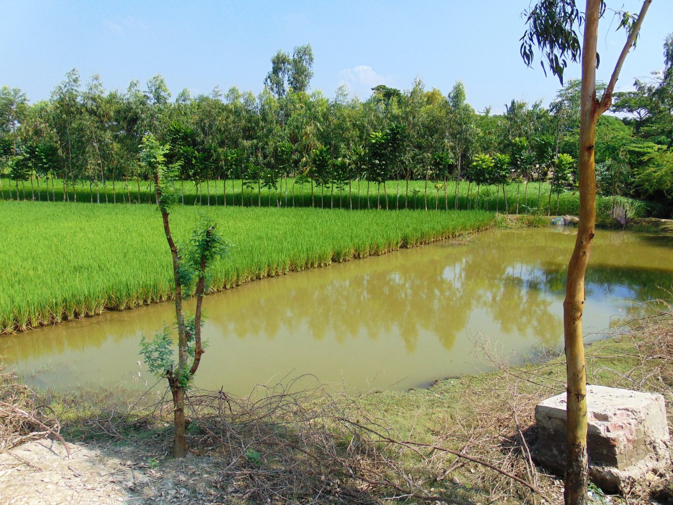 Paddy-fish-tree integrated farming in Sundarban World Heritage-the tansition of landscape to seascape in delta - a segment of landscape