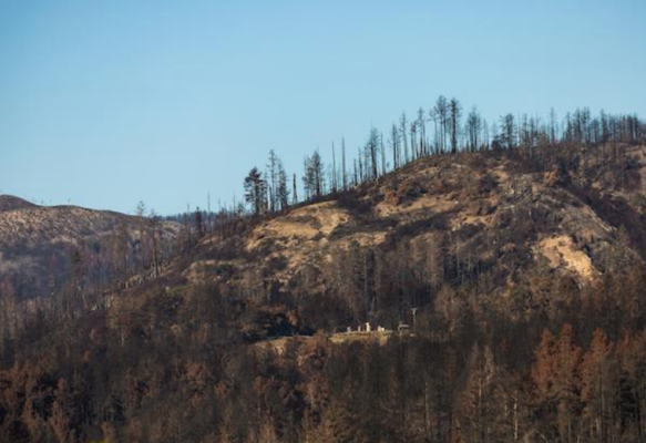 Figure 2. Photo of burn damage to the forest at Swanton Pacific Ranch following the CZU Lightning Complex Fire | Credit: Joe Johnston, Cal Poly University Photographer (2020)